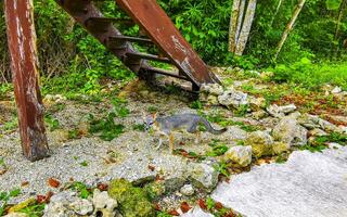 pequeño gris zorro en tropical selva naturaleza en Tulum México. foto