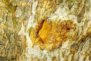 textura de el ladrar de un tropical árbol selva México. foto