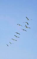 pelícanos aves mosca en un fila en el cielo en México. foto