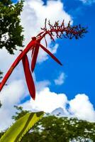 Tropical plant with beautiful red stem flower in Coba Mexico. photo