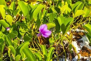 rosa morada gloria de la mañana pie de cabra rastrero playa flor mexico. foto