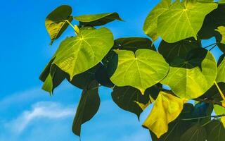 Tropical plants Trees Foliage and flowers in Puerto Escondido Mexico. photo