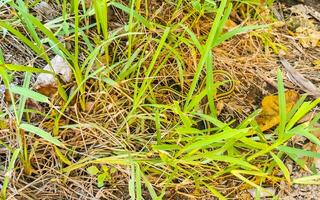 Green small tropical snake in the bushes Tulum Ruins Mexico. photo