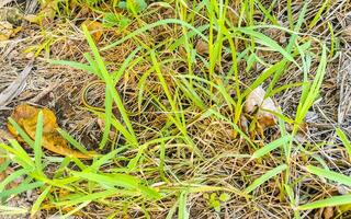 Green small tropical snake in the bushes Tulum Ruins Mexico. photo