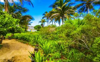 Tropical natural jungle forest palm trees Tulum Mayan ruins Mexico. photo