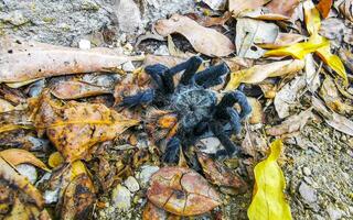 Tarantula brown black dead on the ground Mexico. photo