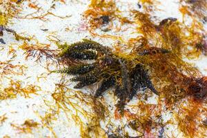 Different types of seaweed sea grass beach sand and water. photo