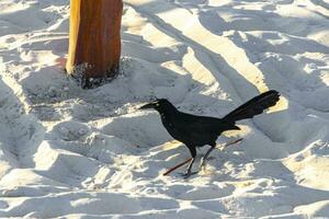 Great-Tailed Grackle bird birds walking on beach sand Mexico. photo