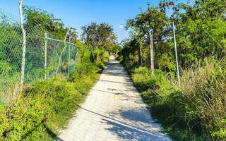 Natural tropical way walking path jungle nature palm trees Mexico. photo