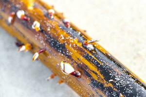 pequeño blanco naranja conchas ostras mejillones viva en varado madera. foto