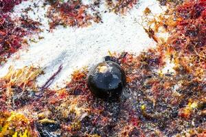 Different types of seaweed sea grass beach sand and water. photo