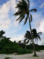 Palm beach and ruins in Playa del Carmen Mexico. photo