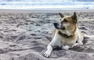 Dog relaxing lying on beach sand in sunny Mexico. photo