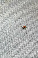 Brown dog tick on gray background in Germany. photo