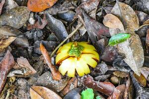 tropical Fruta conchas frutas flores semillas en suelo coba México. foto