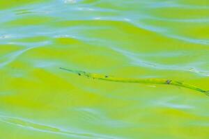 Trumpet fish trumpetfish swims on water surface Caribbean Mexico. photo