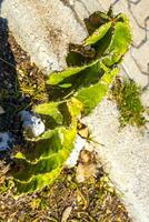 reina de el noche cactus cactus planta en México. foto