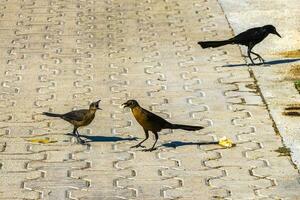 Great-tailed grackles females babies males eat feed each other. photo