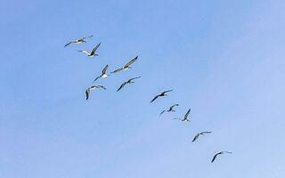 Pelicans Birds fly in a row in the sky in Mexico. photo