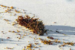 Different types of seaweed sea grass beach sand and water. photo