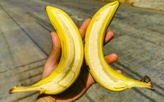 Double banana two bananas in one in the hand Mexico. photo