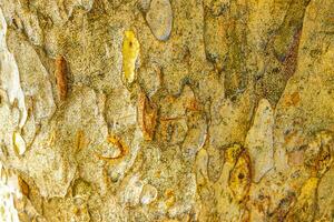 Texture of the bark of a tropical tree jungle Mexico. photo