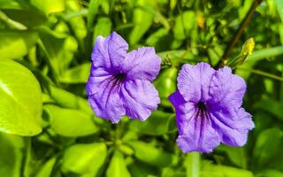 Purple pink flower Brittons Wild Petunia Mexican Bluebell Petunia Mexico. photo