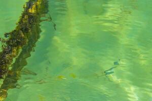 Ropes in the water with moss and sea weed Mexico. photo