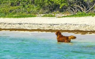 Brown cute funny dog play playful on the beach Mexico. photo