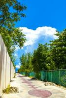 Natural tropical way walking path jungle nature palm trees Mexico. photo