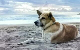 Dog relaxing lying on beach sand in sunny Mexico. photo