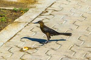 Great-tailed grackles females babies males eat feed each other. photo