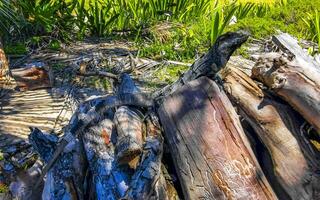 iguana acostado sentado en madera rama de un árbol México. foto