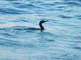 Neotropis Long-tailed Cormorant on rock stone at Beach Mexico. photo