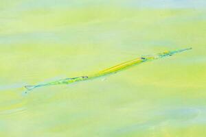 Trumpet fish trumpetfish swims on water surface Caribbean Mexico. photo