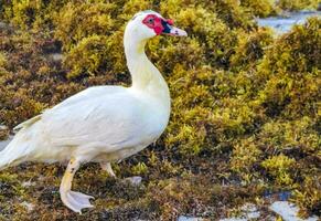 Muscovy duck on Caribbean beach in Playa del Carmen Mexico. photo