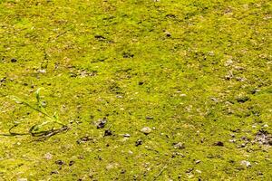 Green moss grass lawn tree root on ground Coba Mexico. photo