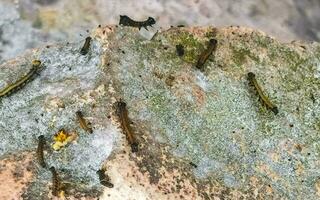 Silkworm caterpillar plague in infestation at Tulum ruins Mexico. photo