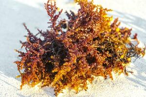 Different types of seaweed sea grass beach sand and water. photo