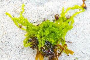 Different types of seaweed sea grass beach sand and water. photo