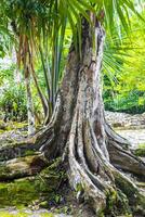 Giant tropical trees in the jungle rainforest Coba Ruins Mexico. photo
