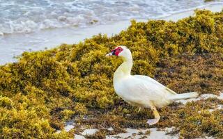 Muscovy duck on Caribbean beach in Playa del Carmen Mexico. photo