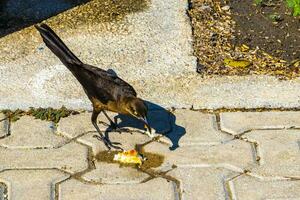 Great-tailed grackles females babies males eat feed each other. photo