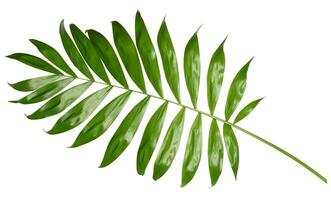 Green palm tree branch isolated on white background photo