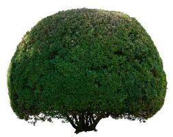 Round boxwood bush isolated on background, growing ornamental shrub for garden photo