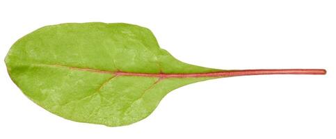 remolacha hoja para ensalada en un blanco aislado antecedentes foto