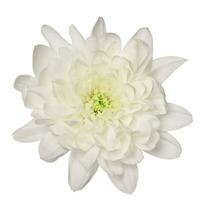 White chrysanthemum bud on isolated background, top view photo