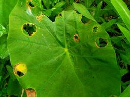 Leaves change color, become mottled, brown and dry photo