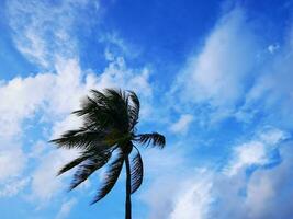 Tropical natural palm tree palms trees coconuts blue sky Mexico. photo