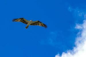 White majestic osprey hawk falcon flies along blue sky Mexico. photo
